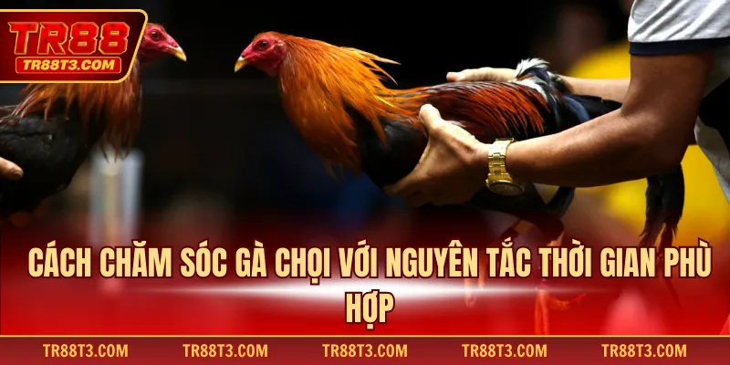 Cách chăm sóc gà chọi với nguyên tắc thời gian phù hợp
