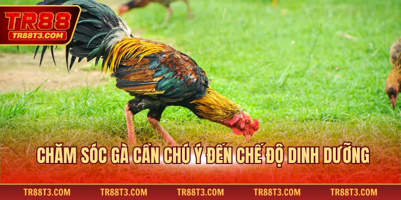 Chăm sóc gà cần chú ý đến chế độ dinh dưỡng